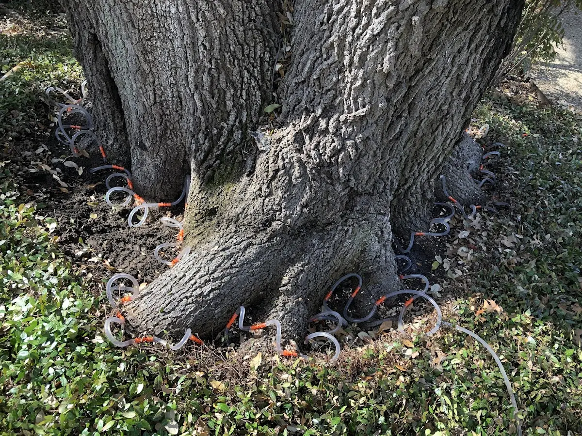 Detailed Tree Cabling and Bracing job site in Lu Verne