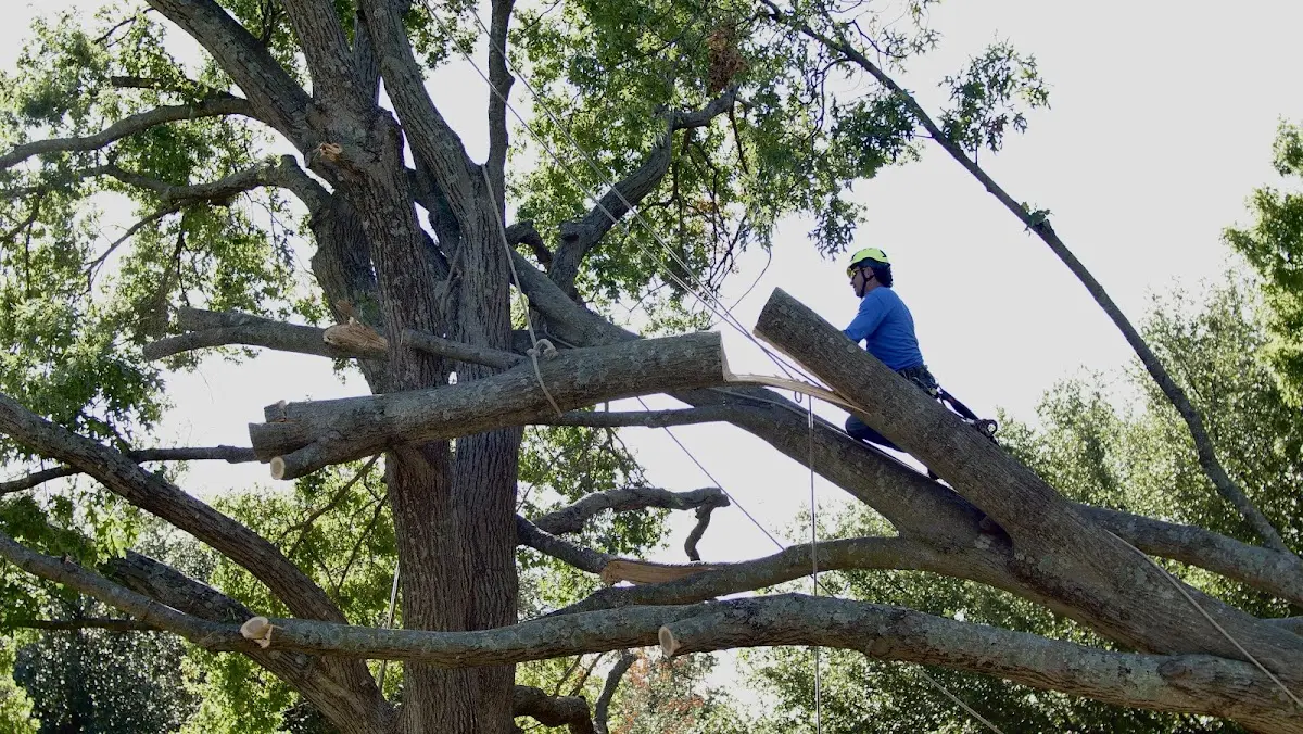 Professional Crown Thinning performed by certified arborists in Lu Verne