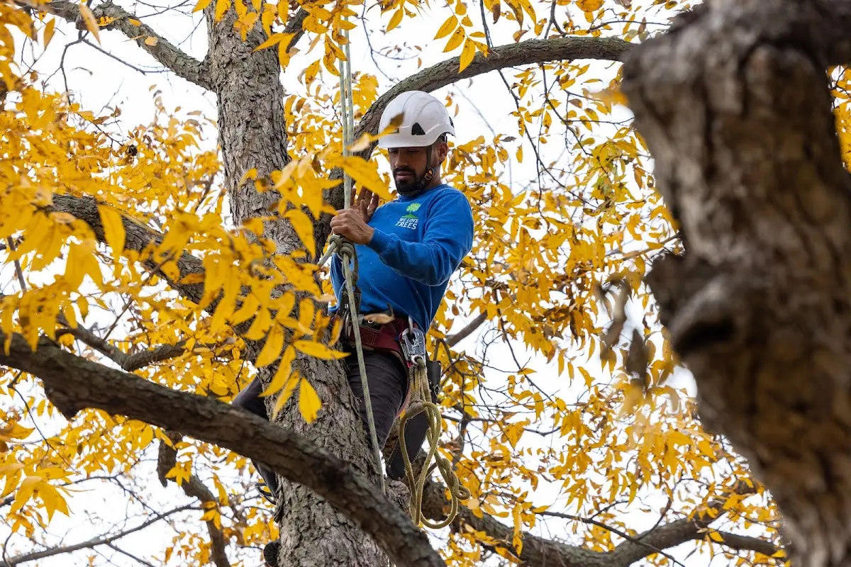 Skilled Tree Transplanting crew working in Lu Verne